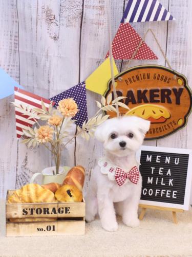 20240929みるくくん